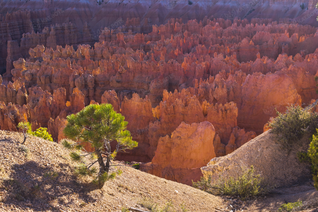 Bryce National Park